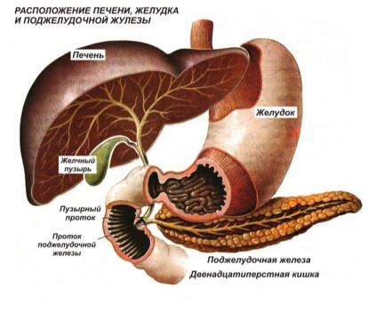 pancreas