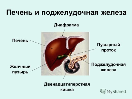 pancreas