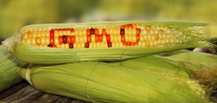 Jel alatt a GMO genetikailag módosított organizmusok, az Orosz belépett a registry - országos