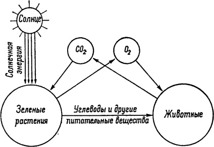 Impact asupra vegetației