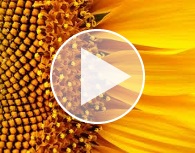 Obținerea unui randament ridicat de floarea soarelui datorită semințelor de calitate și tehnologiilor în creștere