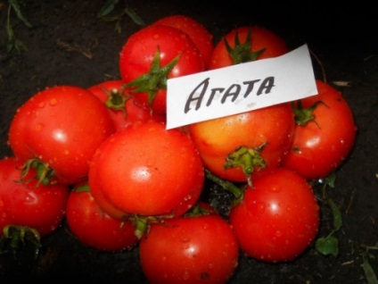 Tomate pentru bazinul deschis Bashkiria