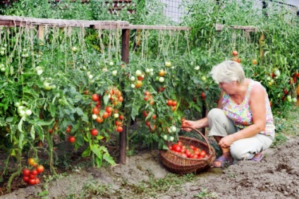 Tomate pentru bazinul deschis Bashkiria