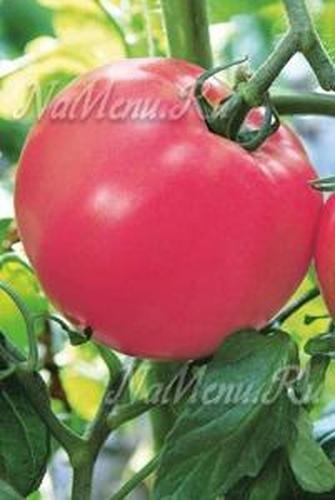 Tomate miracol de zmeură, recenzii