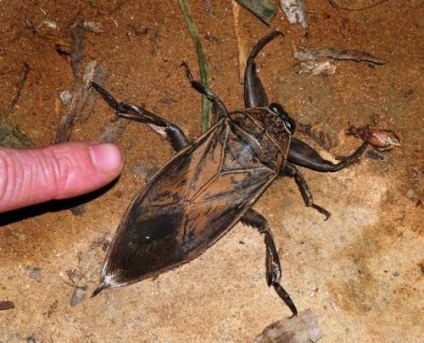 Impresionante giganți de insecte, pagina 2 - fotografie