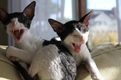 Rasă de Cornish Rex Pisici