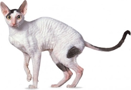 Macska fajta Cornish Rex