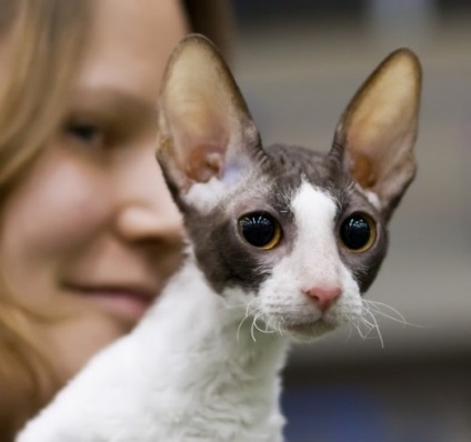 Rasă de Cornish Rex Pisici