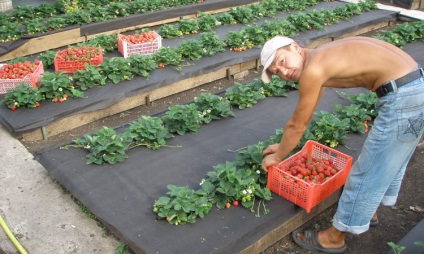 Plantarea căpșunilor sub acoperirea materialului-ascunde și face recolta mai bună