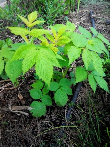 Plantarea de zmeură în primăvară în sol deschis