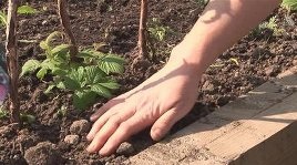 Plantarea de zmeură în primăvară în sol deschis