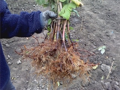 Plantarea de zmeură în primăvară în sol deschis