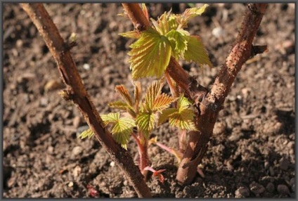 Plantarea de zmeură în primăvară în sol deschis