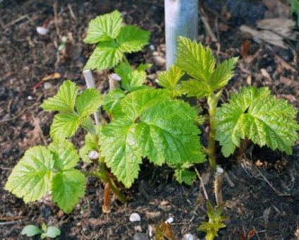 Plantarea de zmeură în primăvară în sol deschis