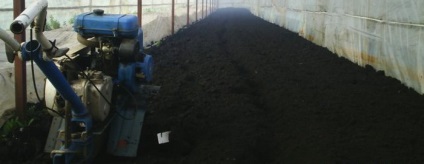 Plantarea castravetilor in teren deschis, ingrasaminte pentru fertilizare, agronomie si ingrijire de castravete
