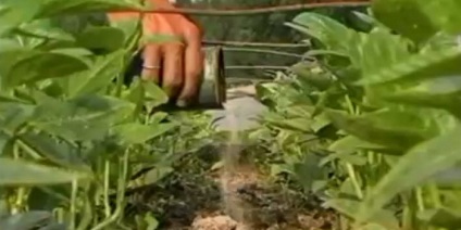 Ültetés uborka a nyílt terepen, a fejtrágyázáshoz műtrágya, mezőgazdasági és gondozása uborka