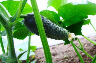 Ültetés uborka a nyílt terepen, a fejtrágyázáshoz műtrágya, mezőgazdasági és gondozása uborka