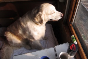 Reguli pentru transportul unui catel Labrador pe un tren, Labrador Retriever