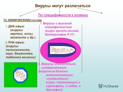 O prezentare despre virușii cum ar fi virușii - cum arată modul în care virușii se înmulțesc - moderați