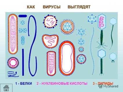 O prezentare despre virușii cum ar fi virușii - cum arată modul în care virușii se înmulțesc - moderați