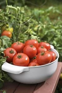 Cauzele de coagulare a frunzelor de roșii - tomate în creștere într-o seră