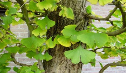 Aplicarea ginkgo biloba, viață sănătoasă