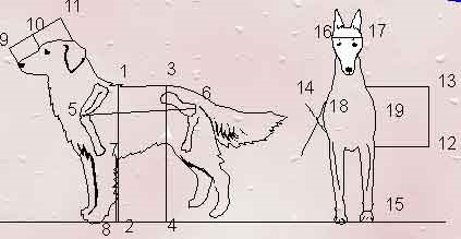Indicii aproximativi de măsurare a catelului Labrador Retriever