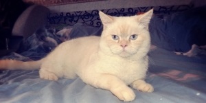 Prințesa lui Fiona, pisica britanică, pisici, animalele de companie