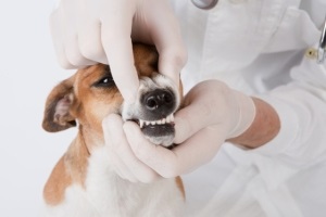 Predarea unui câine pentru a arăta sistemul dentar și mușcă