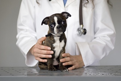 Vaccinări pentru câini