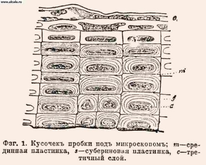 Cork szövet Encyclopedia ESBE