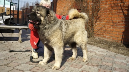 Puppies de vânzare