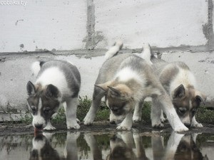 Vânzarea de pisici de husky pe costul uito, laika