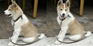 Vânzarea de pisici de husky pe costul uito, laika