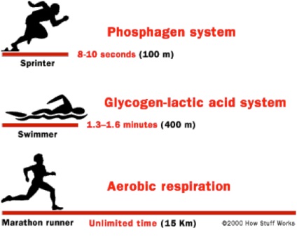 Programarea în CrossFit