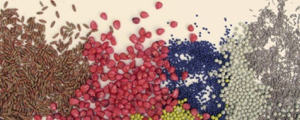 Cereale de dezinfectare a semințelor de cereale cum să lupte cu buruieni în boabe