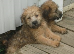 Descrierea și caracteristicile wheaten terrier ale rasei, fotografie, totul despre câini