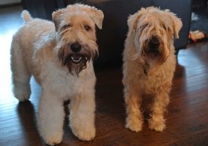 Descrierea și caracteristicile wheaten terrier ale rasei, fotografie, totul despre câini