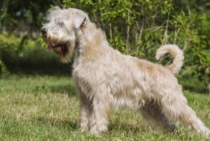 Descrierea și caracteristicile wheaten terrier ale rasei, fotografie, totul despre câini