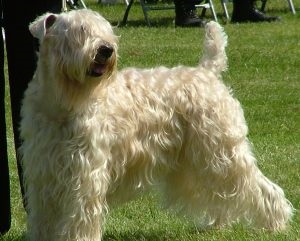 Descrierea și caracteristicile wheaten terrier ale rasei, fotografie, totul despre câini