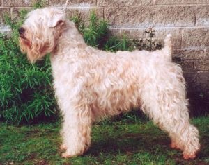 Descrierea și caracteristicile wheaten terrier ale rasei, fotografie, totul despre câini