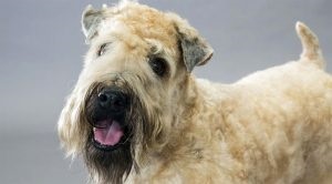 Descrierea și caracteristicile wheaten terrier ale rasei, fotografie, totul despre câini