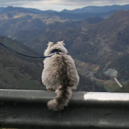 Traveler cat gandalf