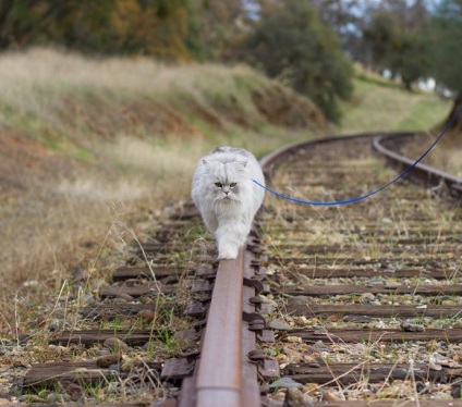 Traveler macska Gandalf