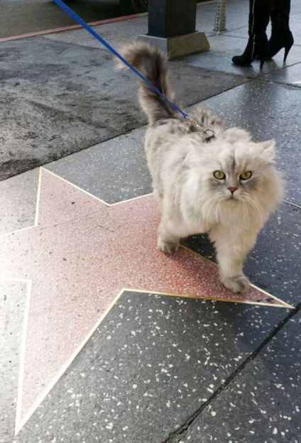 Traveler cat gandalf