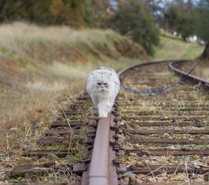 Călătorește pisica gandalf - cele mai bune fotografii!