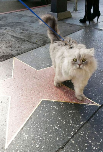 Călătorește pisica gandalf - cele mai bune fotografii!