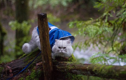 Călătorește pisica gandalf - cele mai bune fotografii!