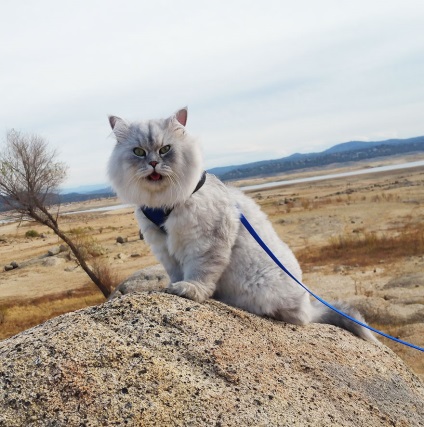 Călătorește pisica gandalf - cele mai bune fotografii!