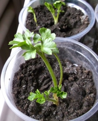 Ranunculuri și anemone - sfaturi pentru creștere, greenmarket